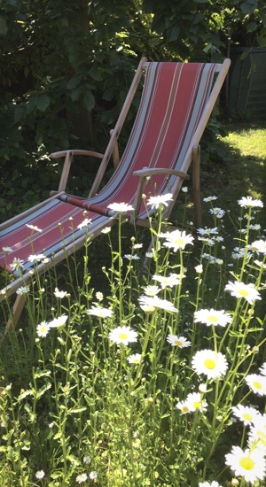transat et marguerites dans le jardin de be vernier